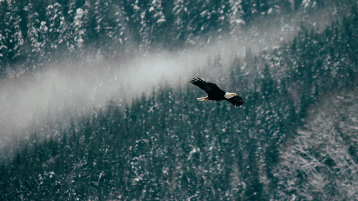 Eagle in flight, Chilliwack, British Columbia