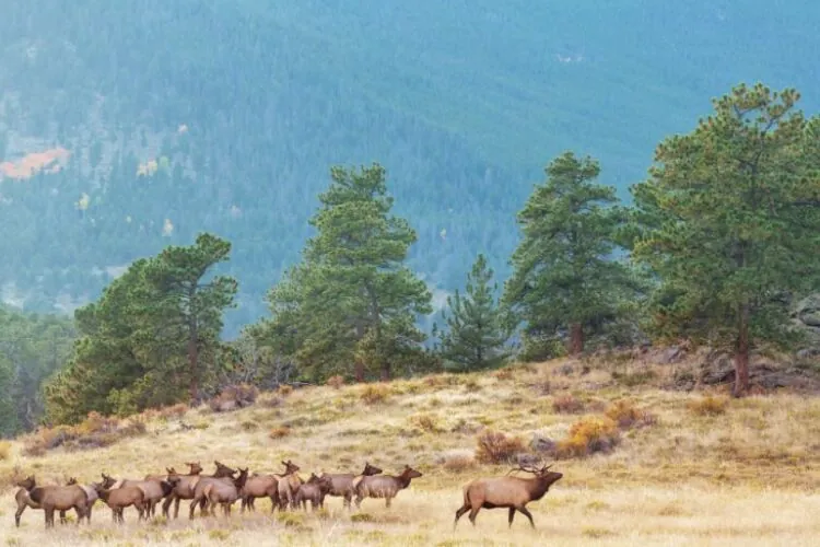 Non-Canadian Indigenous People Have Right to Hunt in Canada