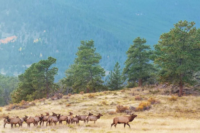 Non-Canadian Indigenous People Have Right to Hunt in Canada