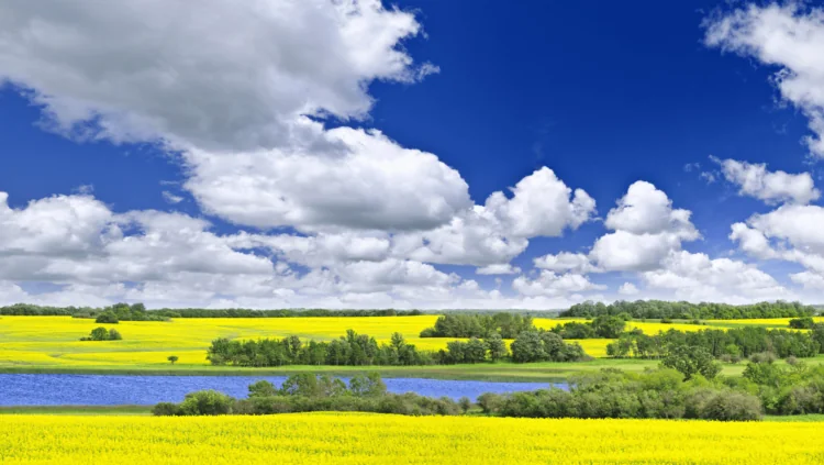 Saskatchewan field of canola