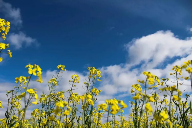 Canola Field