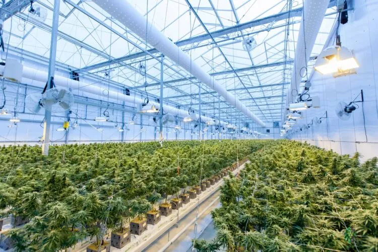 cannbis farm