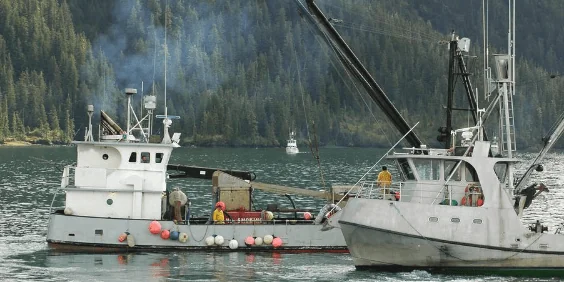 Fish Harvesters