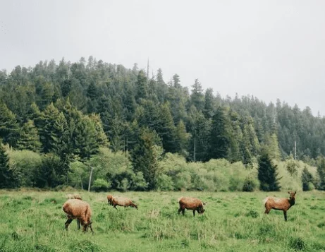 deer wildlife prairie