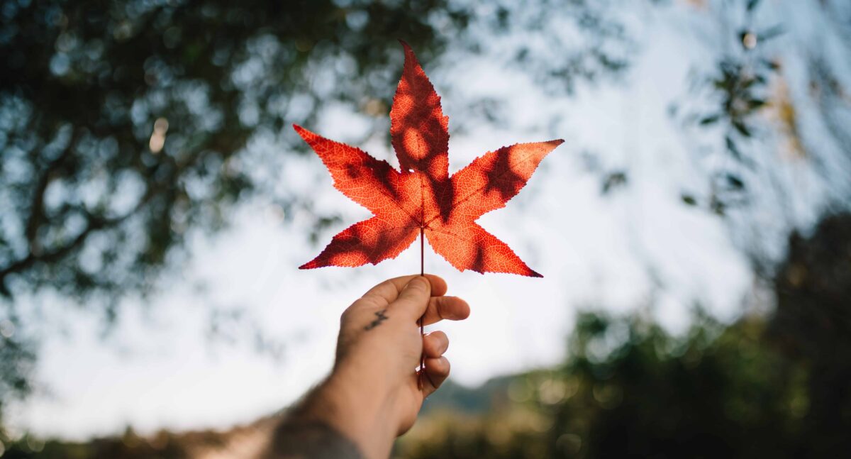 Maple Leaf, Symbol of Canada