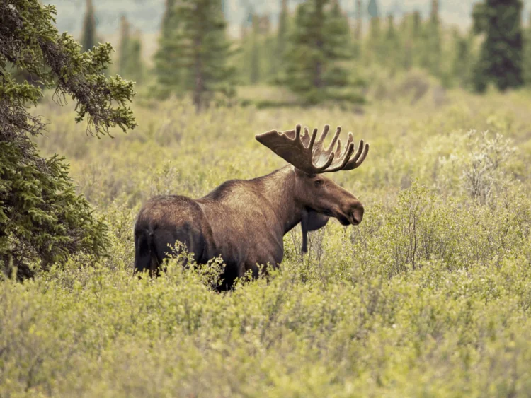 Hunting in Saskatchewan