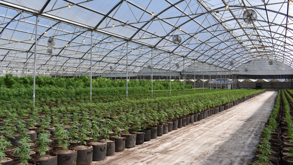 Cannabis growing in greenhouse