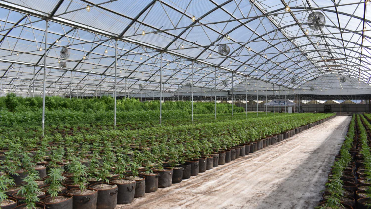 Cannabis growing in greenhouse