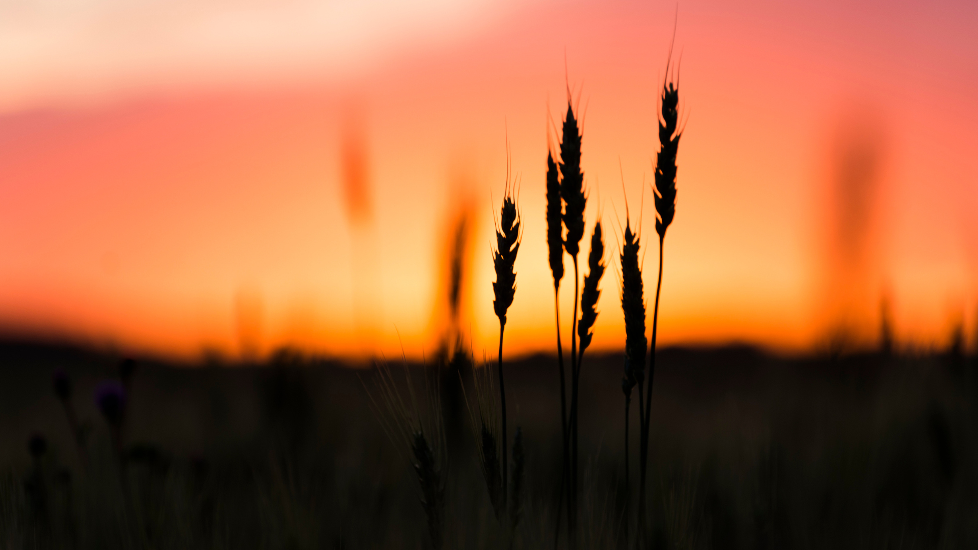 Heads of wheat plant silhouetted against sunset