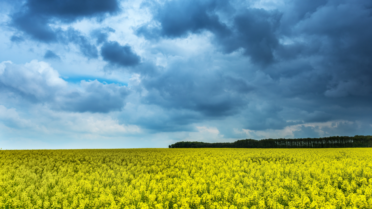 Canola field with storm clouds overhead