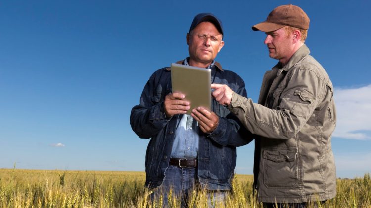 Two farmers stand in a wheat field looking at a tablet computer