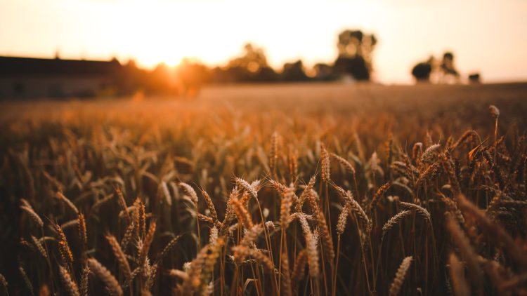 A photo of a wheat field at sunrise