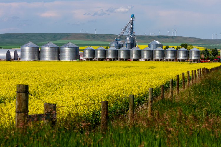 A photo of a rural Canadian canola field with grain bins in the background
