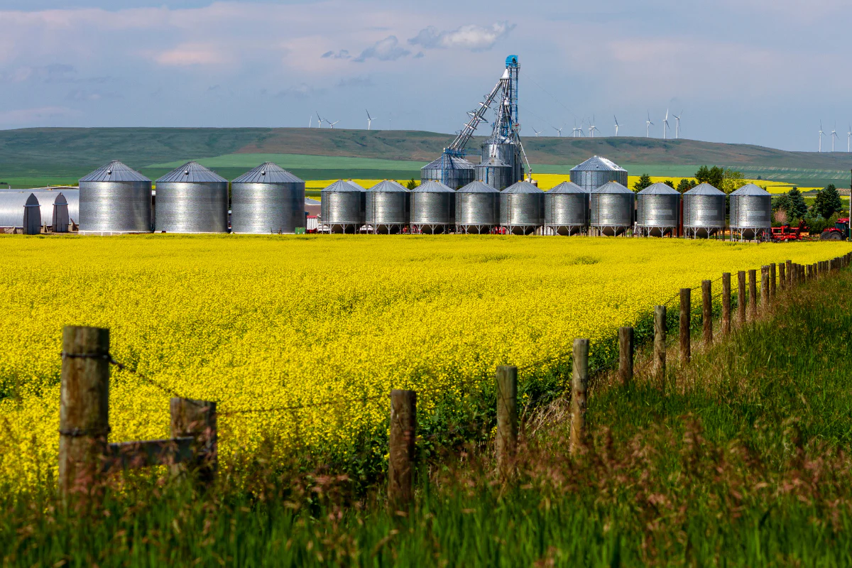 A photo of a rural Canadian canola field with grain bins in the background
