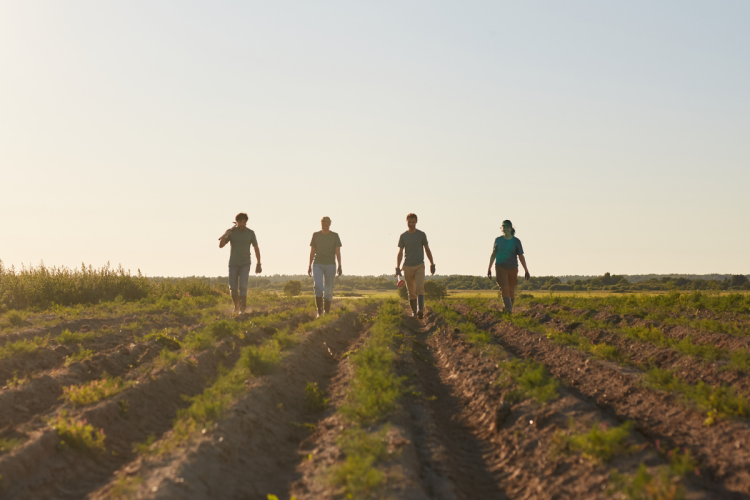 Four farmers in a field at sunset