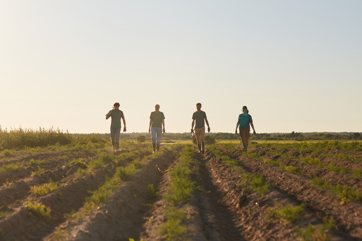 Four farmers in a field at sunset