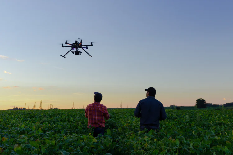 A drone flying over a soybean field at dawn
