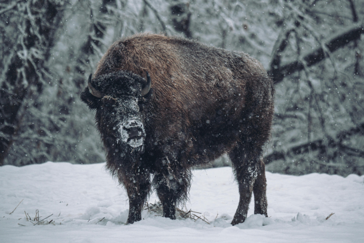 A bison standing in the snow in front of a forest