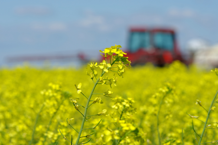 A canola field with a tractor in the background