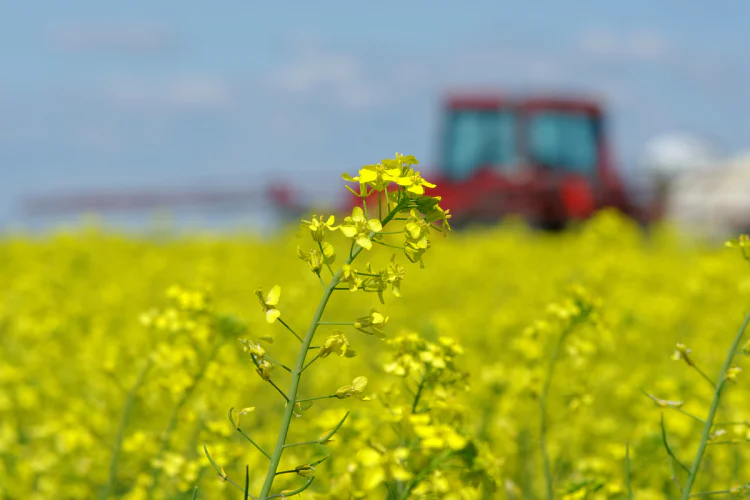 A canola field with a tractor in the background