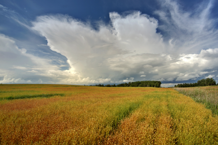 A rural Saskatchewan field in the sunshine
