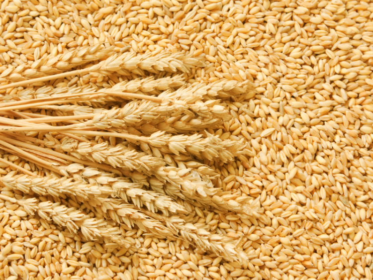 Wheat stalks on a background of wheat seed