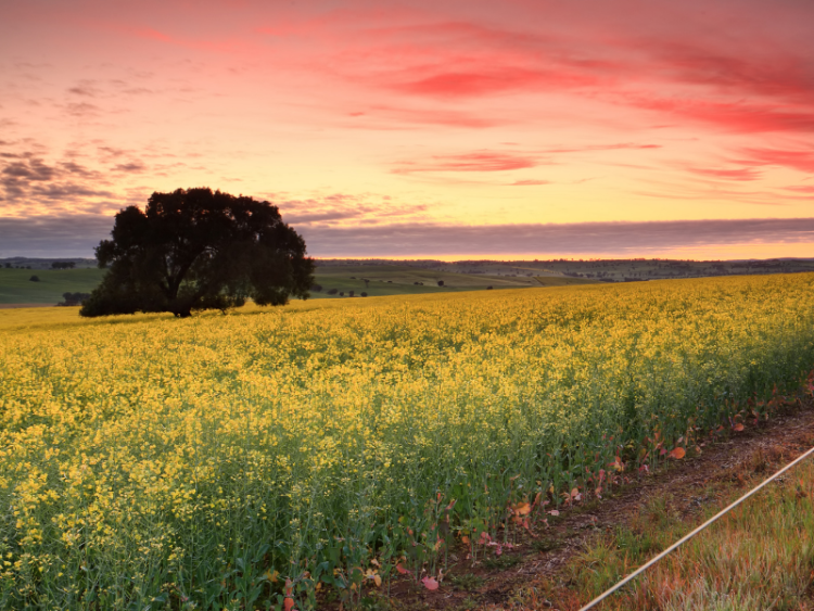 Sunrise over a canola field