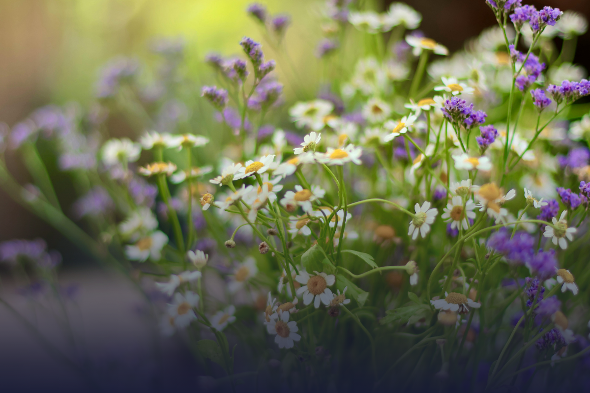 Wildflowers